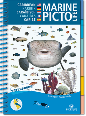 pictolife caribe