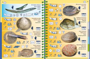 MAREA BAJA PICTOLIFE ATLÁNTICO ESTE - Imagen 2