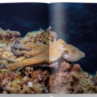THREE KNOTS MAG. Nº2 - Imagen 3